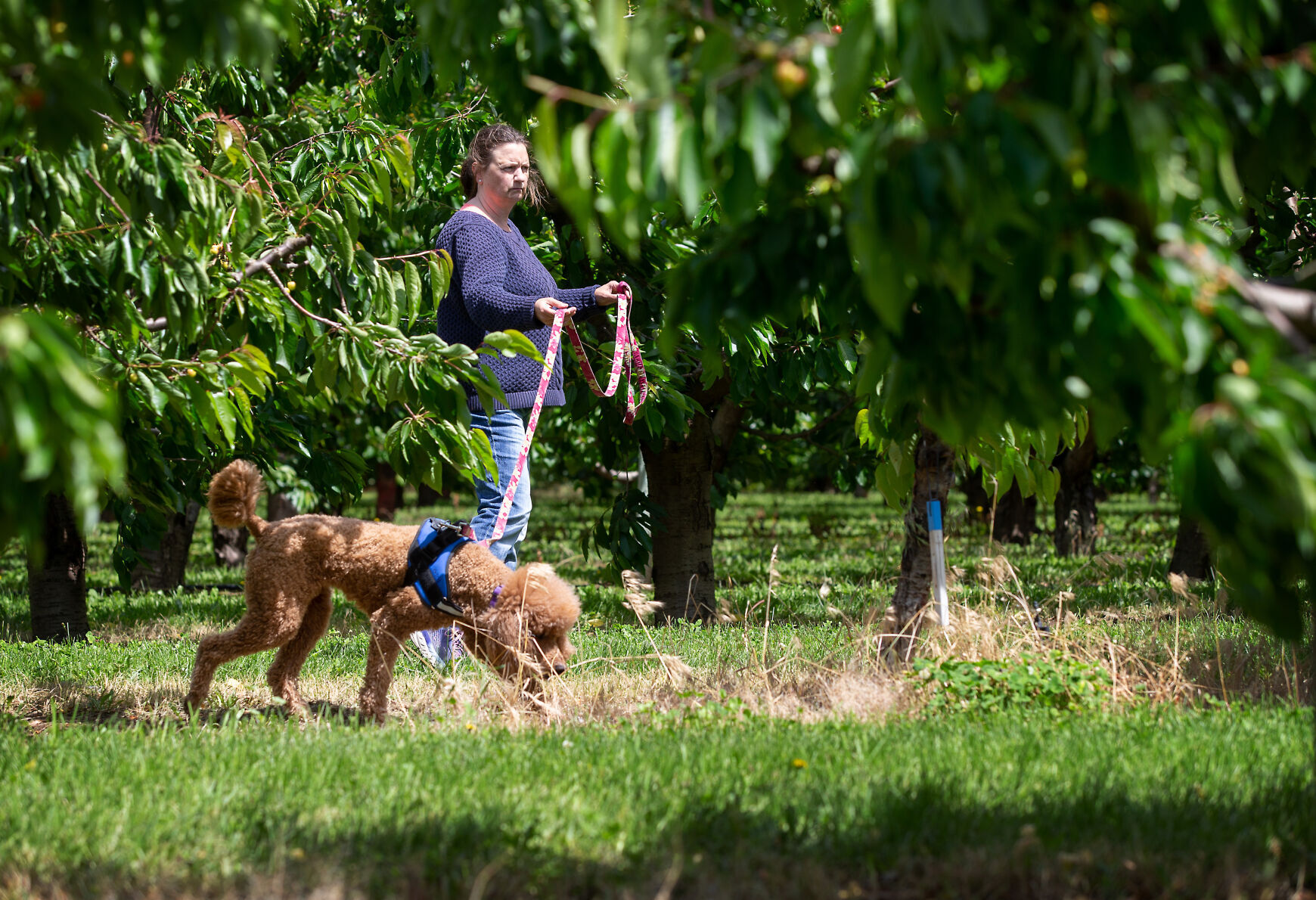 Cherry disease dogs